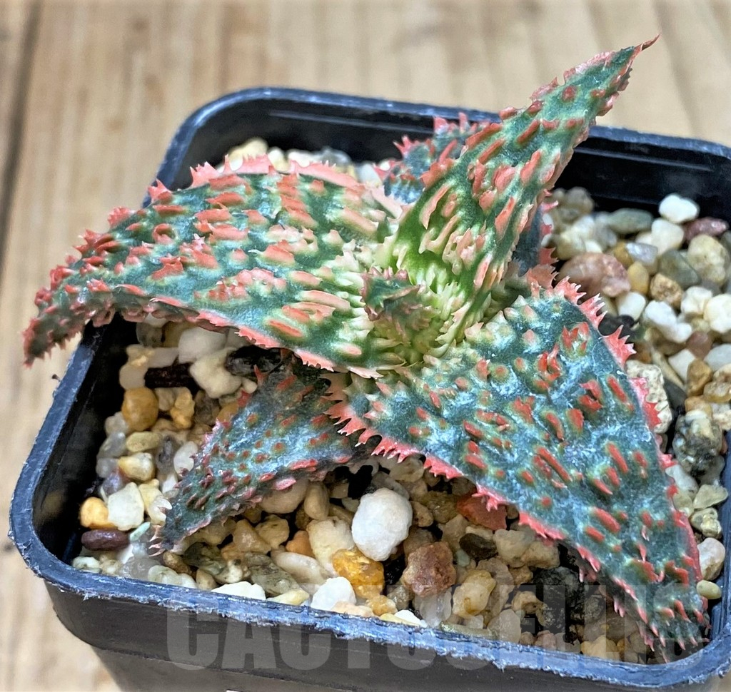 SHPR40285 Aloe TCT hybrid