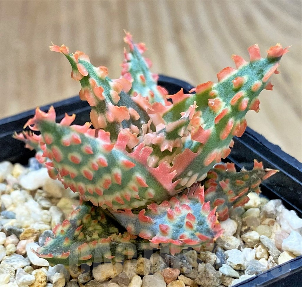 SHPR40286 Aloe TCT hybrid