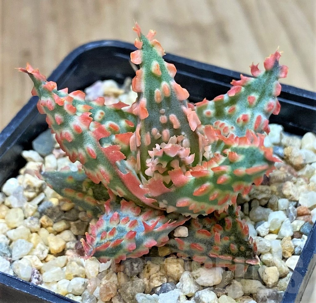 SHPR40286 Aloe TCT hybrid - Image 3