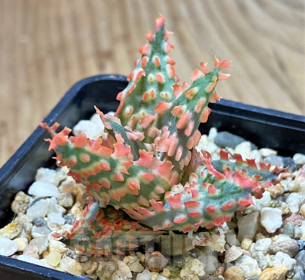 SHPR40286 Aloe TCT hybrid - Image 2