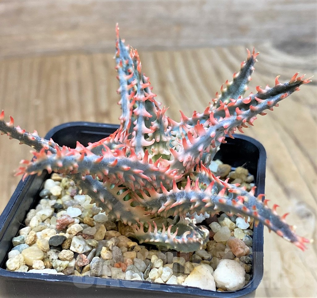 SHPR40287 Aloe TCT hybrid
