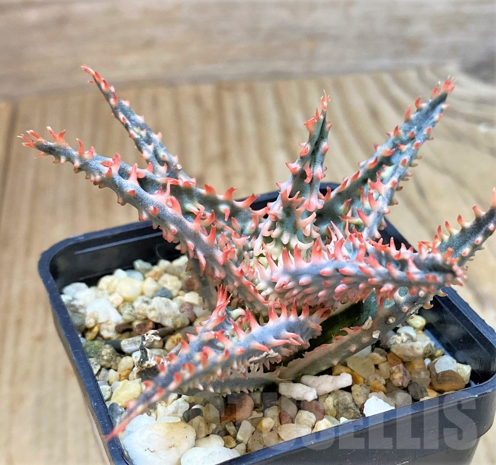 SHPR40287 Aloe TCT hybrid - Image 2