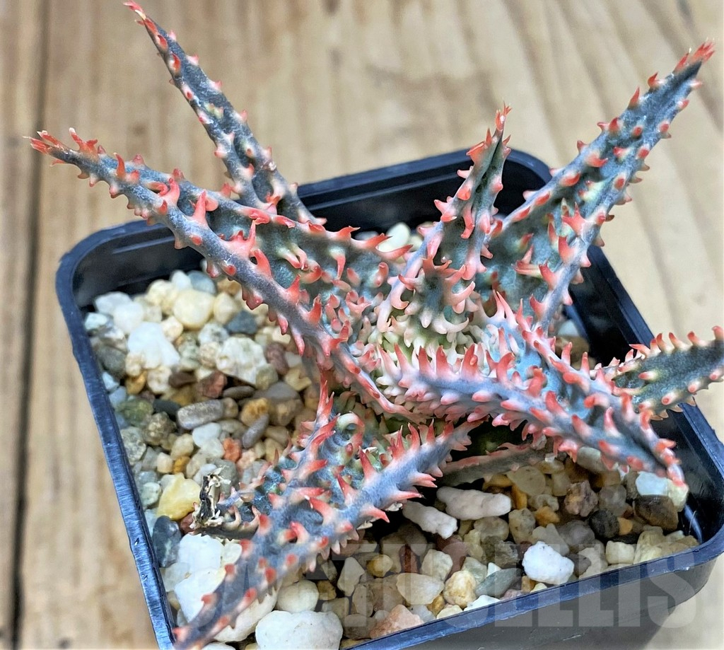 SHPR40287 Aloe TCT hybrid - Image 3