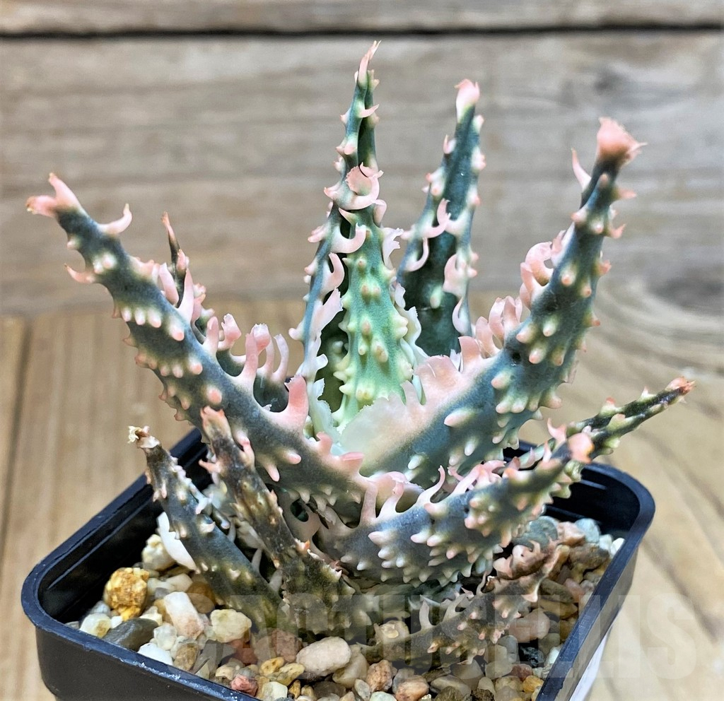 SHPR40291 Aloe TCT hybrid - Image 3