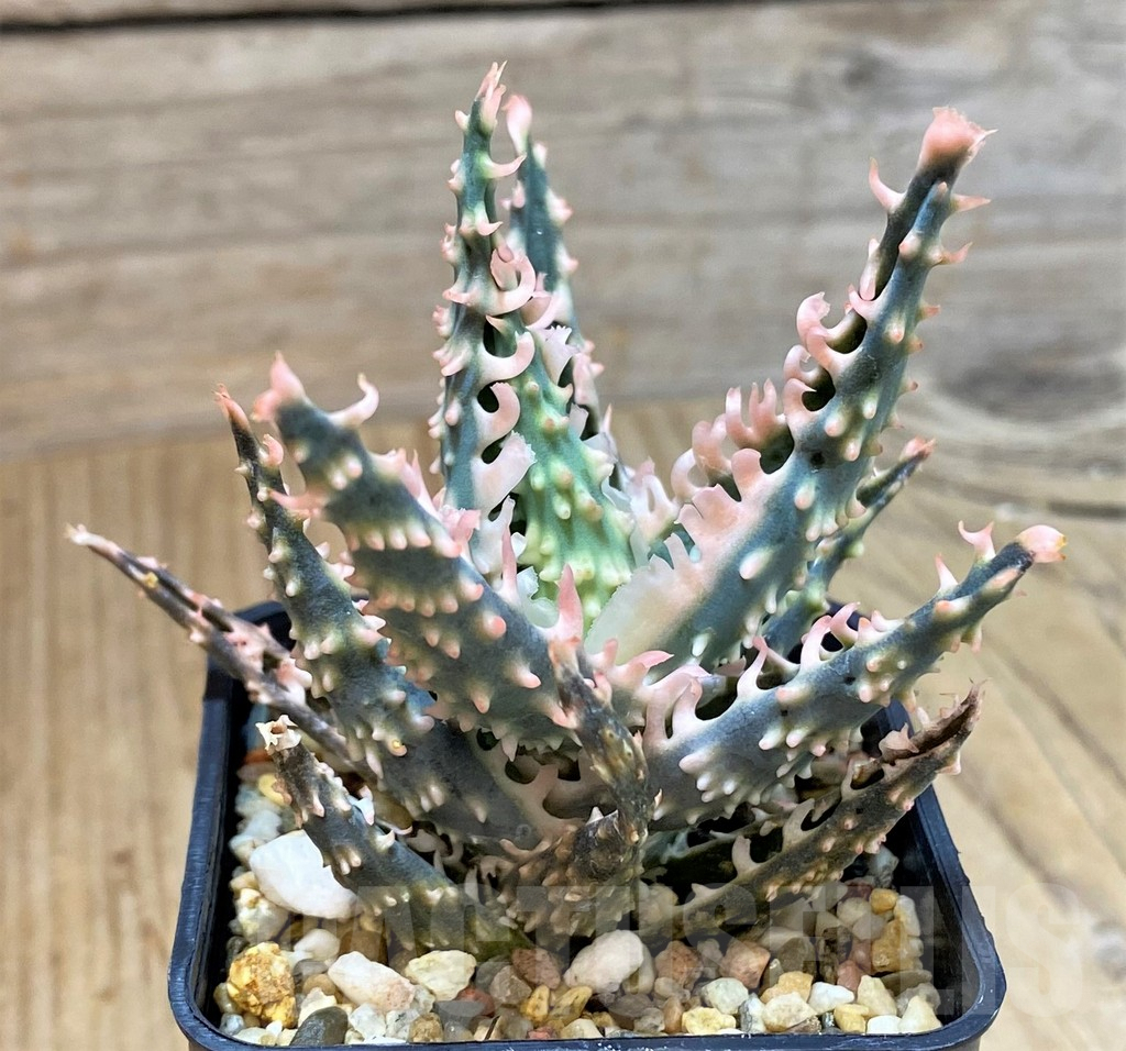 SHPR40291 Aloe TCT hybrid