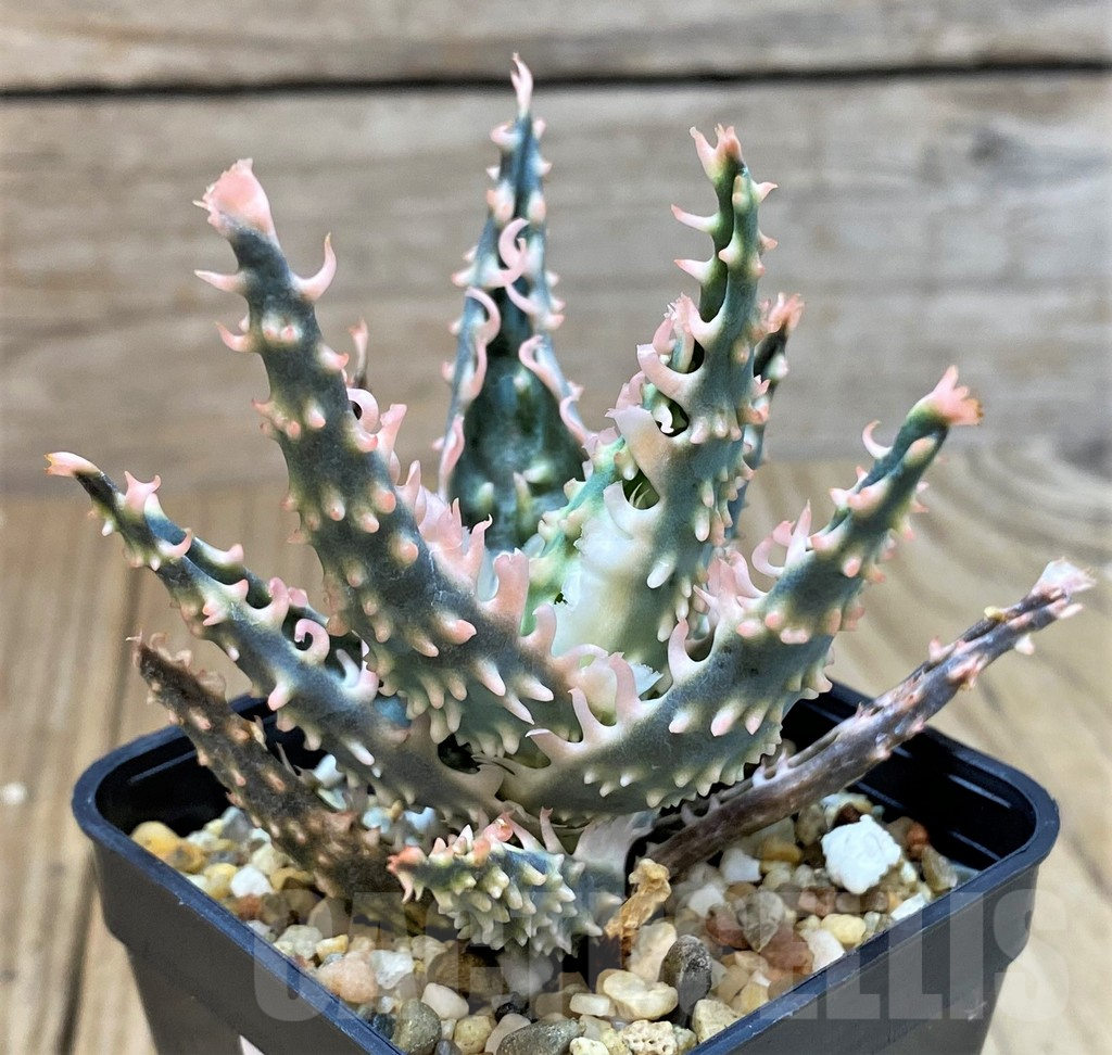 SHPR40291 Aloe TCT hybrid - Image 2