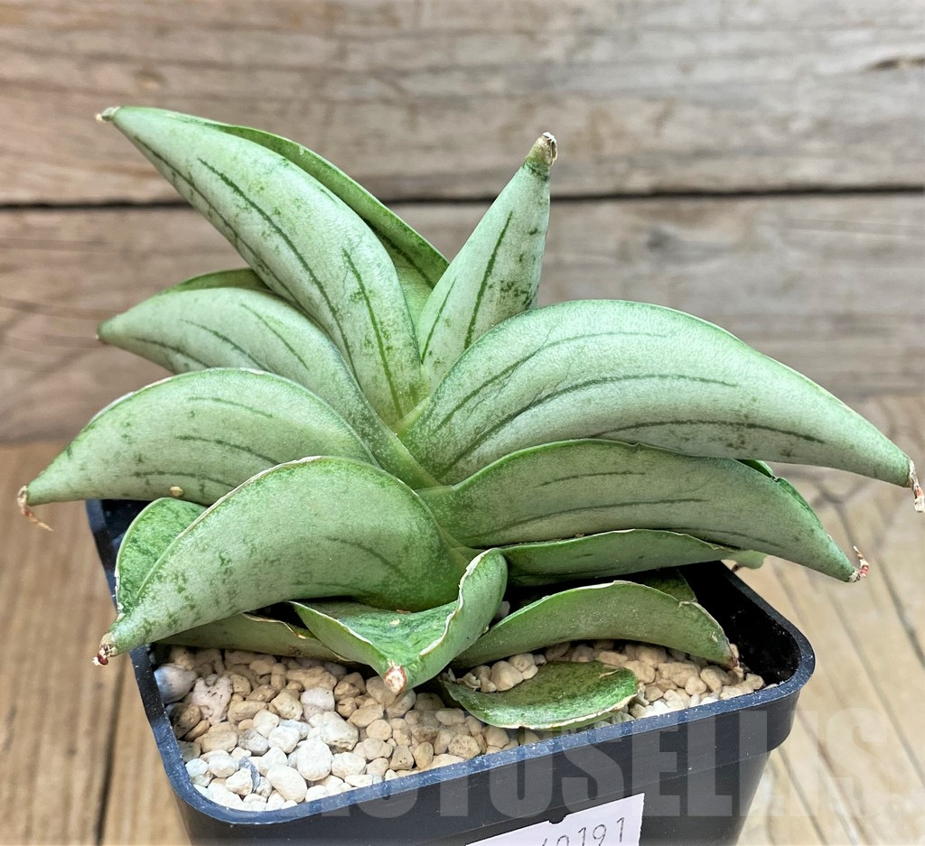 SHPR40191 Sansevieria ‘Mee dee’