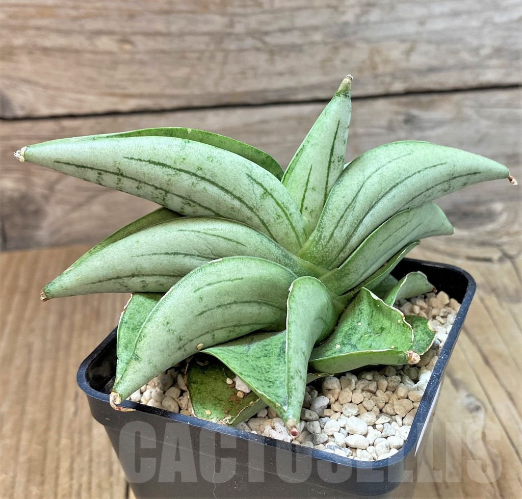 SHPR40191 Sansevieria ‘Mee dee’ - Image 2