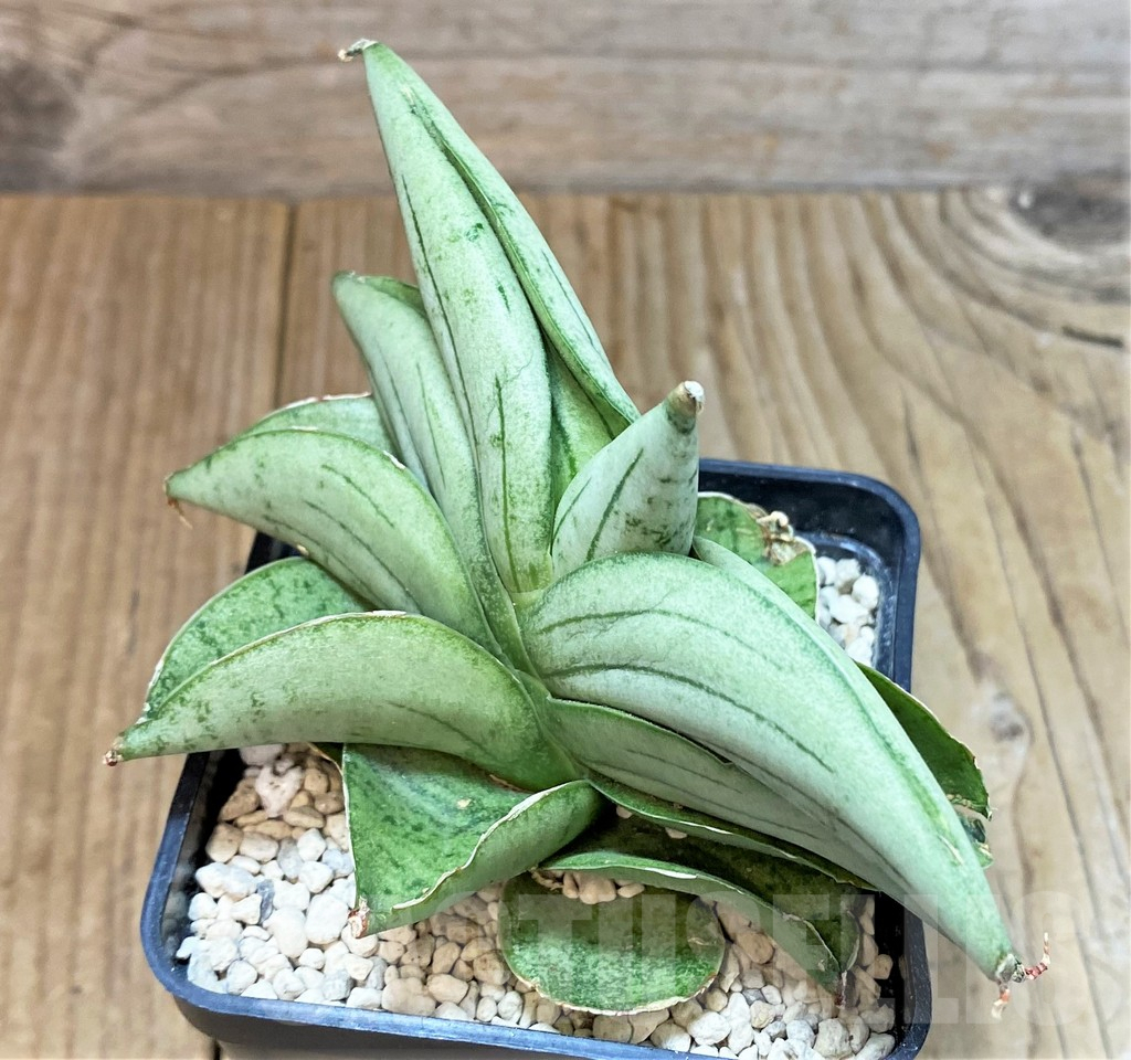 SHPR40191 Sansevieria ‘Mee dee’ - Image 3