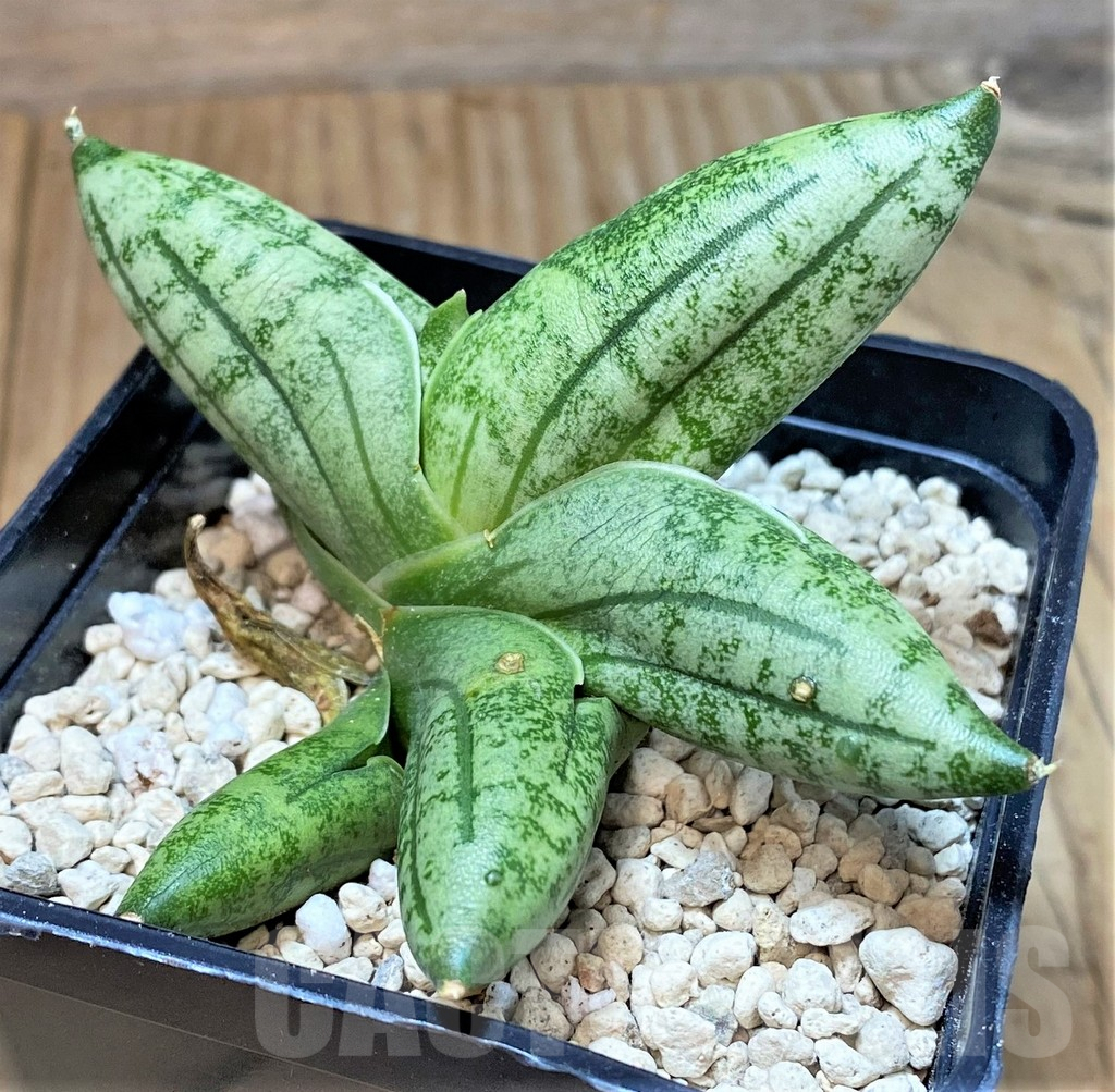 SHPR40192 Sansevieria 'Manee'