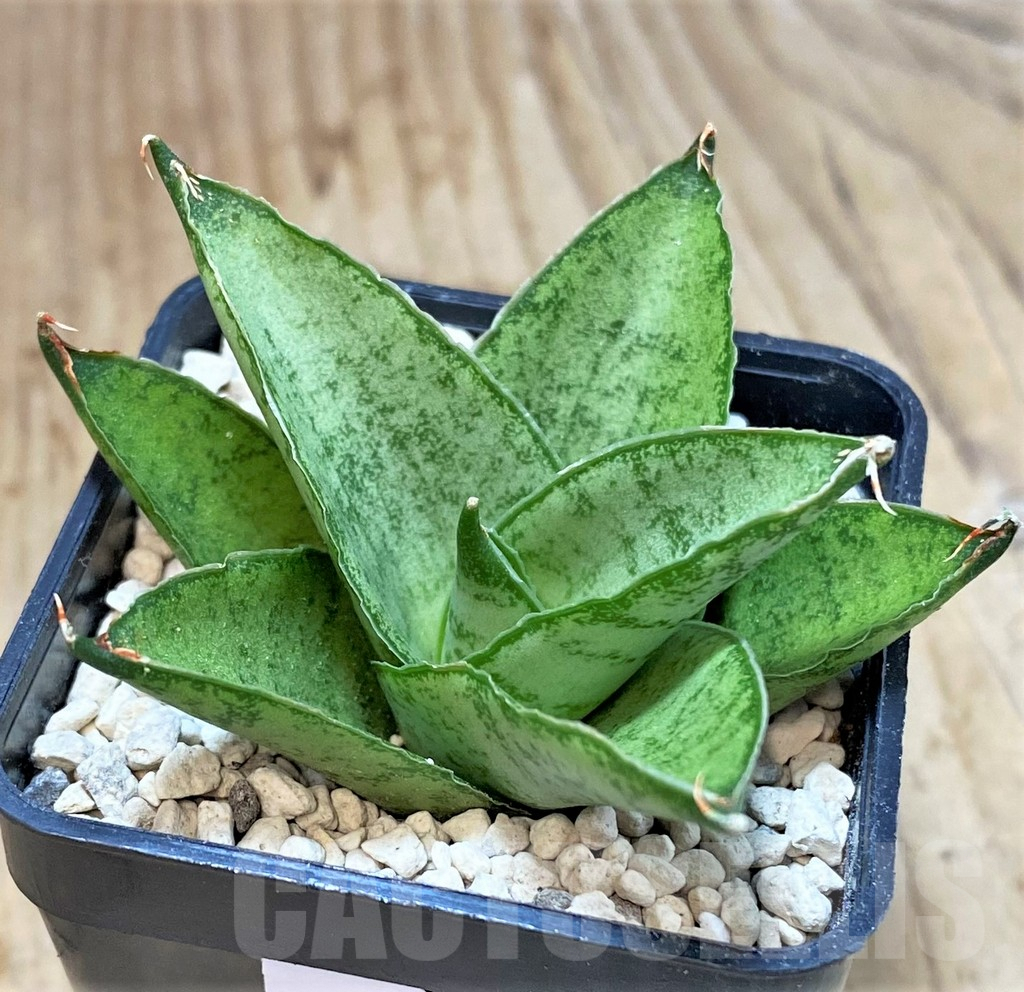 SHPR40194 Sansevieria 'Pagoda'