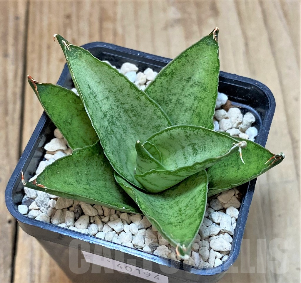SHPR40194 Sansevieria 'Pagoda' - Image 2