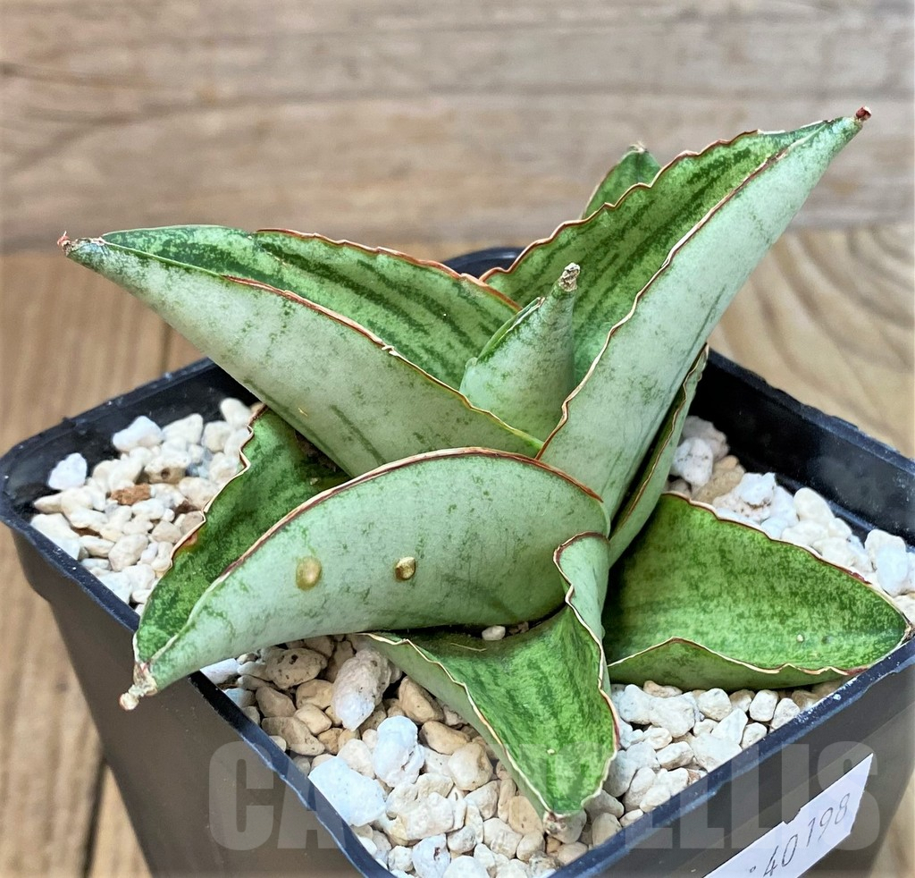 SHPR40198 Sansevieria ‘Hobbit’ hybrid - Image 2
