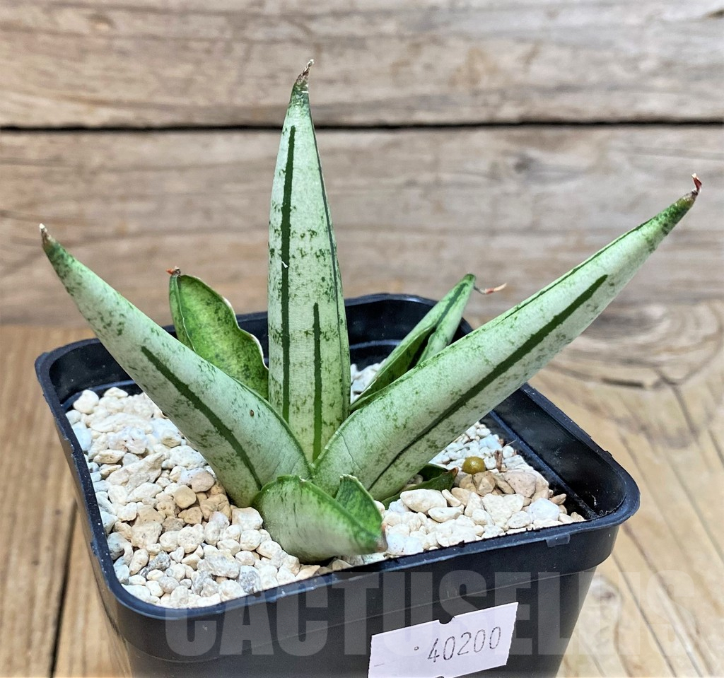 SHPR40200 Sansevieria 'Fatman' - Зображення 2