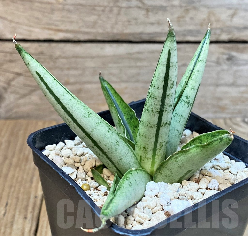 SHPR40200 Sansevieria 'Fatman'