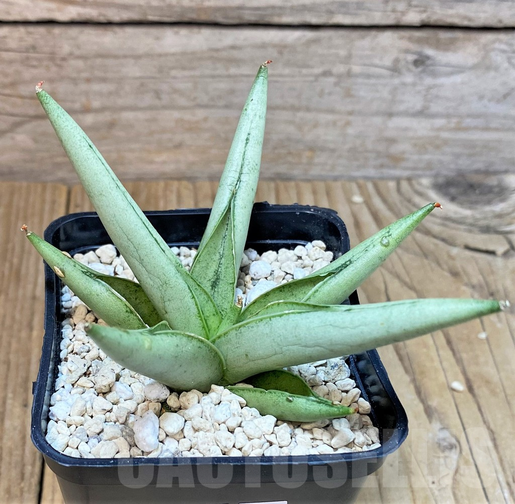 SHPR40202 Sansevieria 'Silver Crown' - Image 2