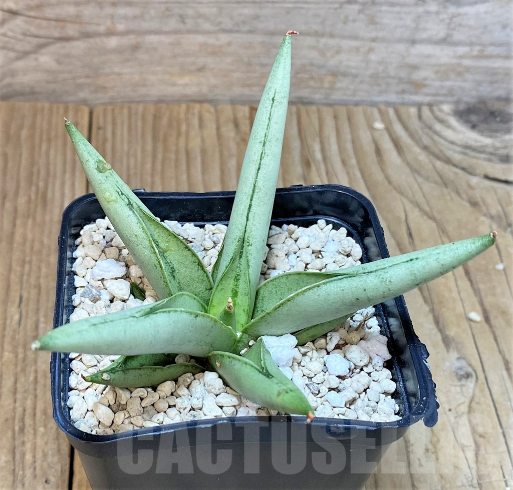 SHPR40202 Sansevieria 'Silver Crown' - Image 3