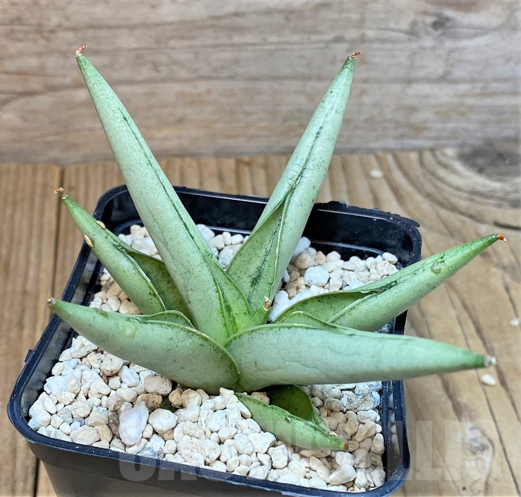 SHPR40202 Sansevieria 'Silver Crown'