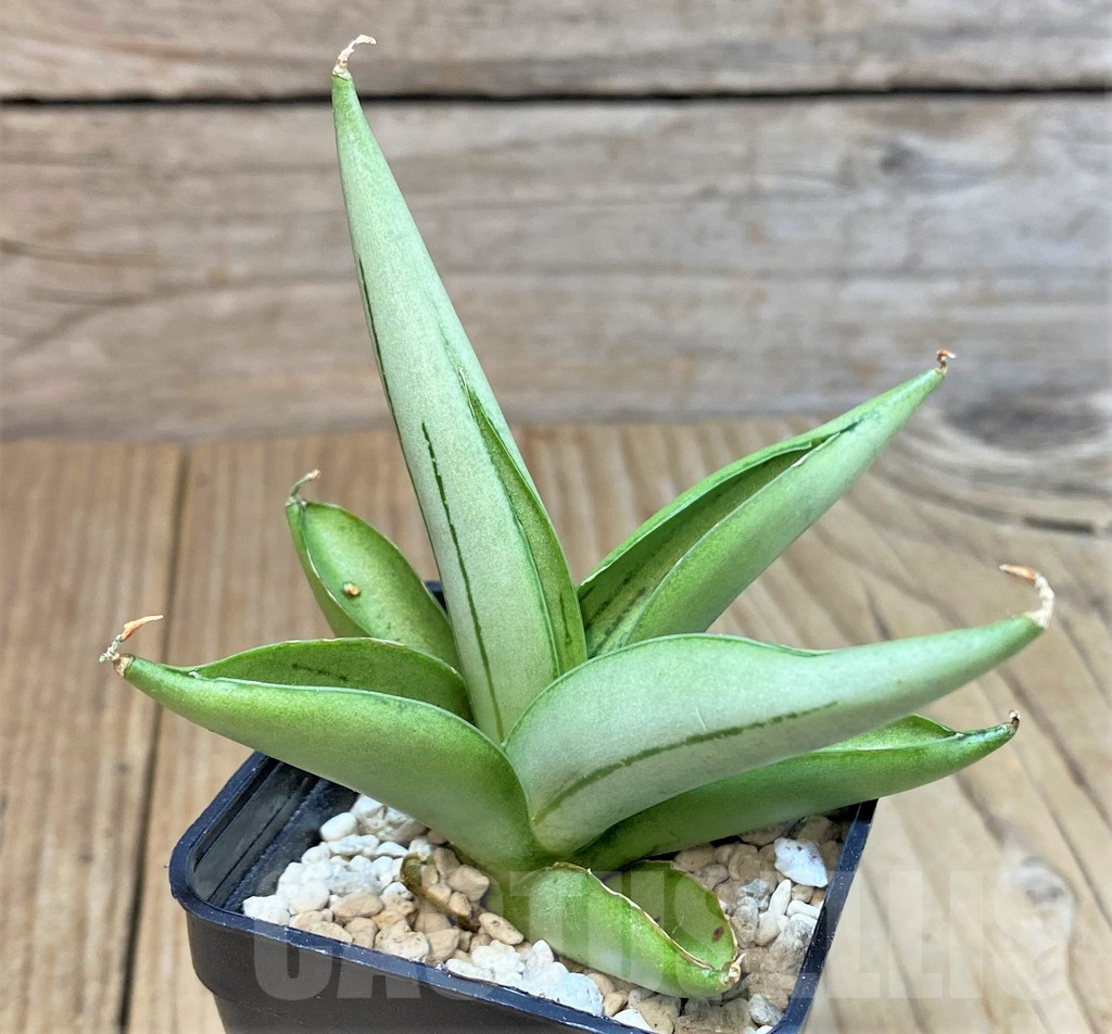 SHPR40203 Sansevieria ‘Ice man’ - Image 2