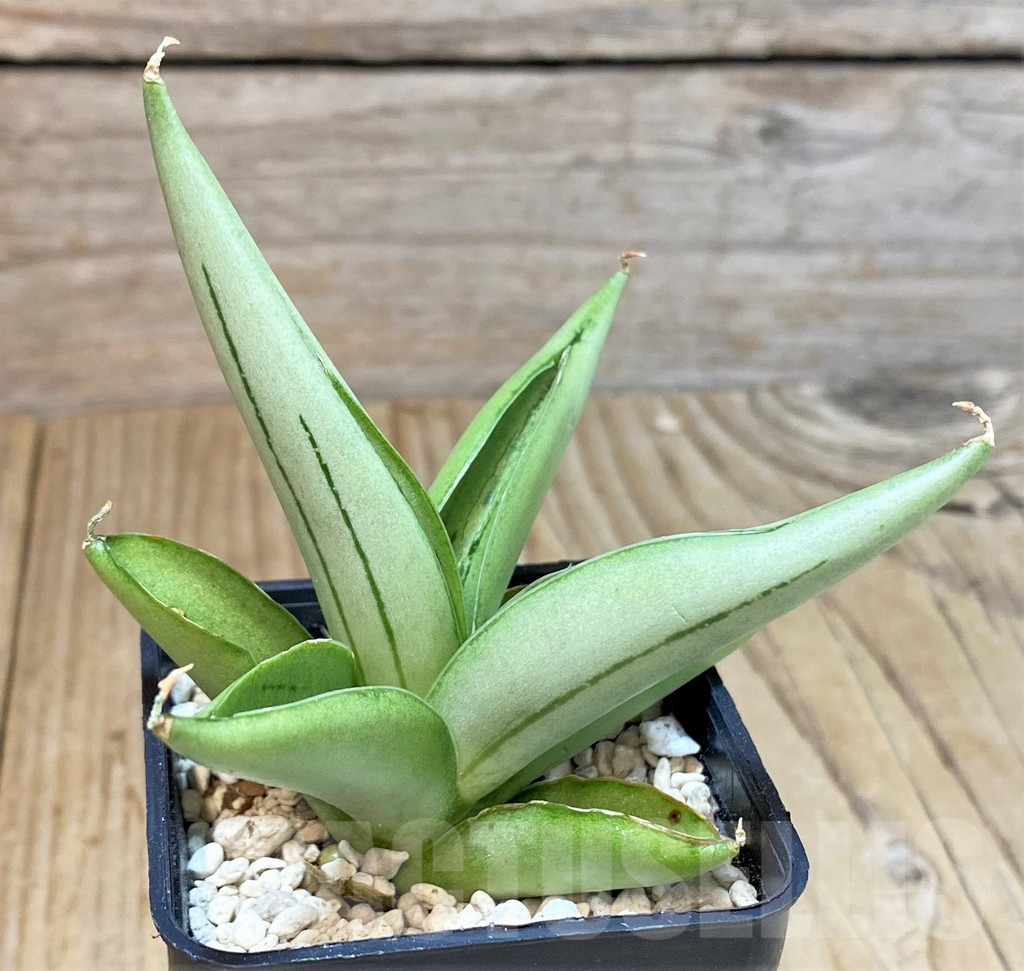 SHPR40203 Sansevieria ‘Ice man’