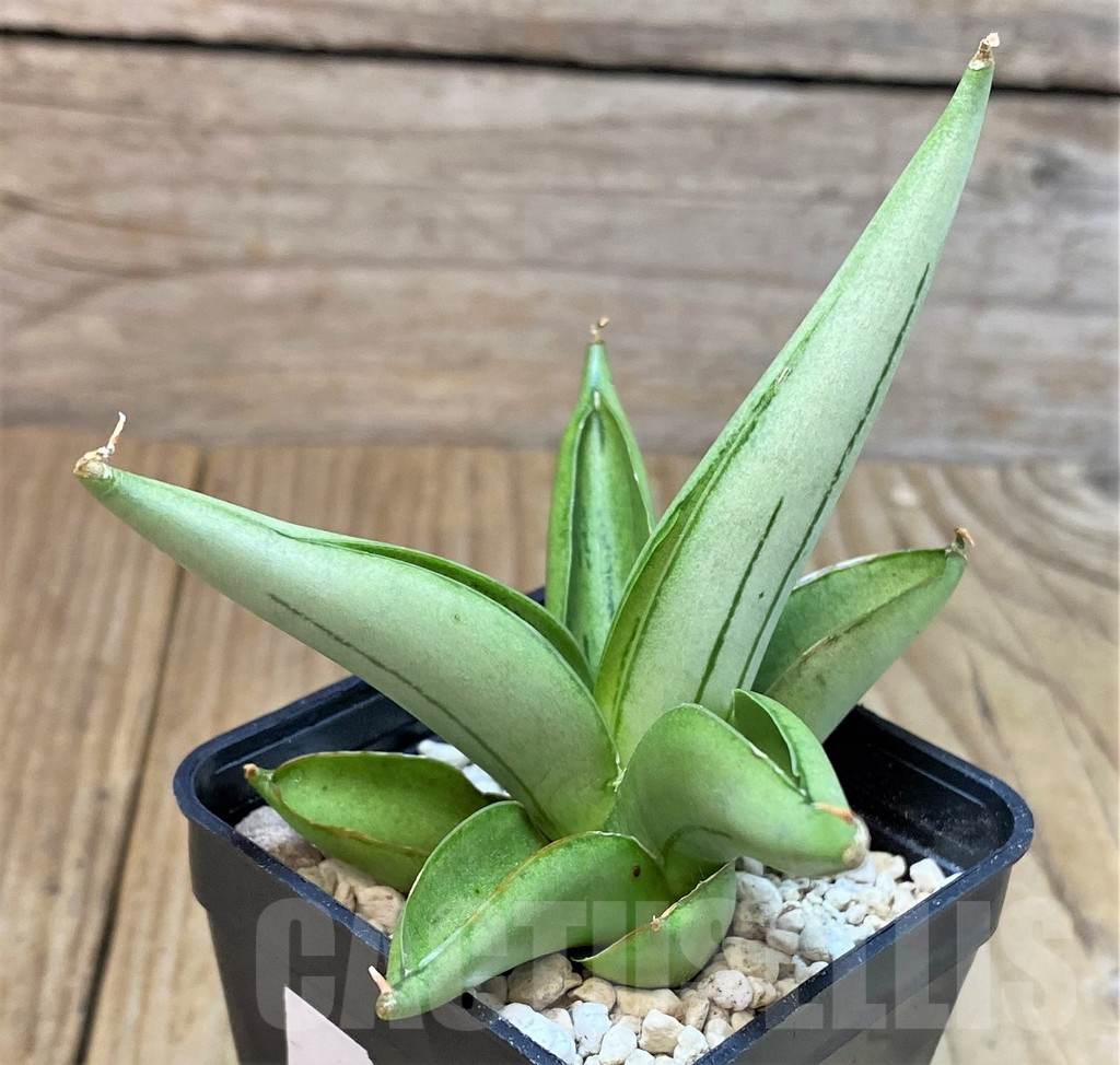 SHPR40203 Sansevieria ‘Ice man’ - Image 3