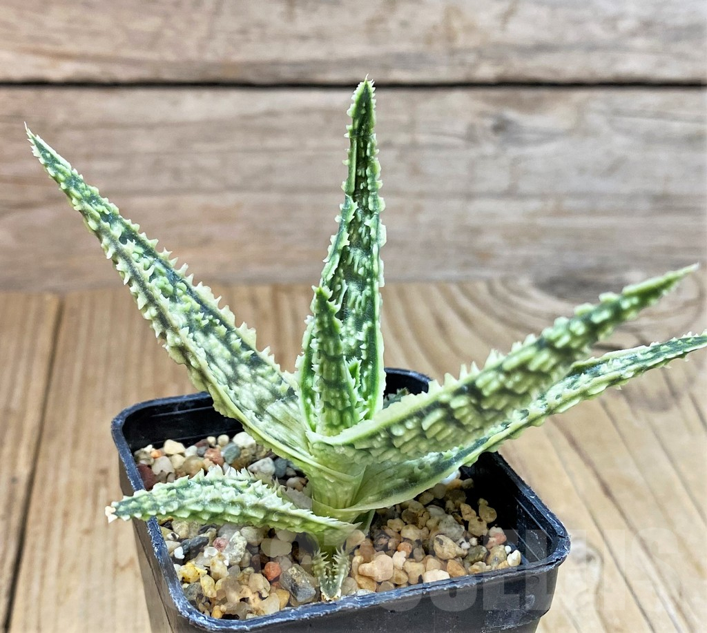 SHPR40263 Aloe TCT hybrid - Image 2