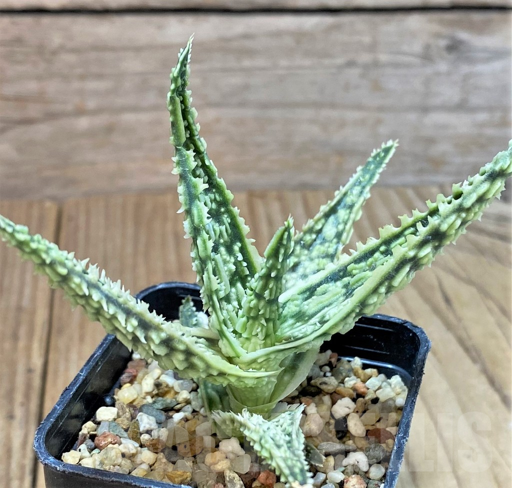 SHPR40263 Aloe TCT hybrid