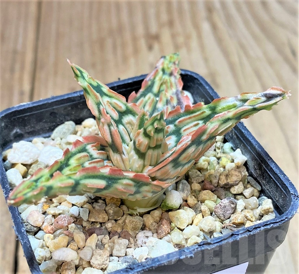 SHPR40264 Aloe TCT hybrid