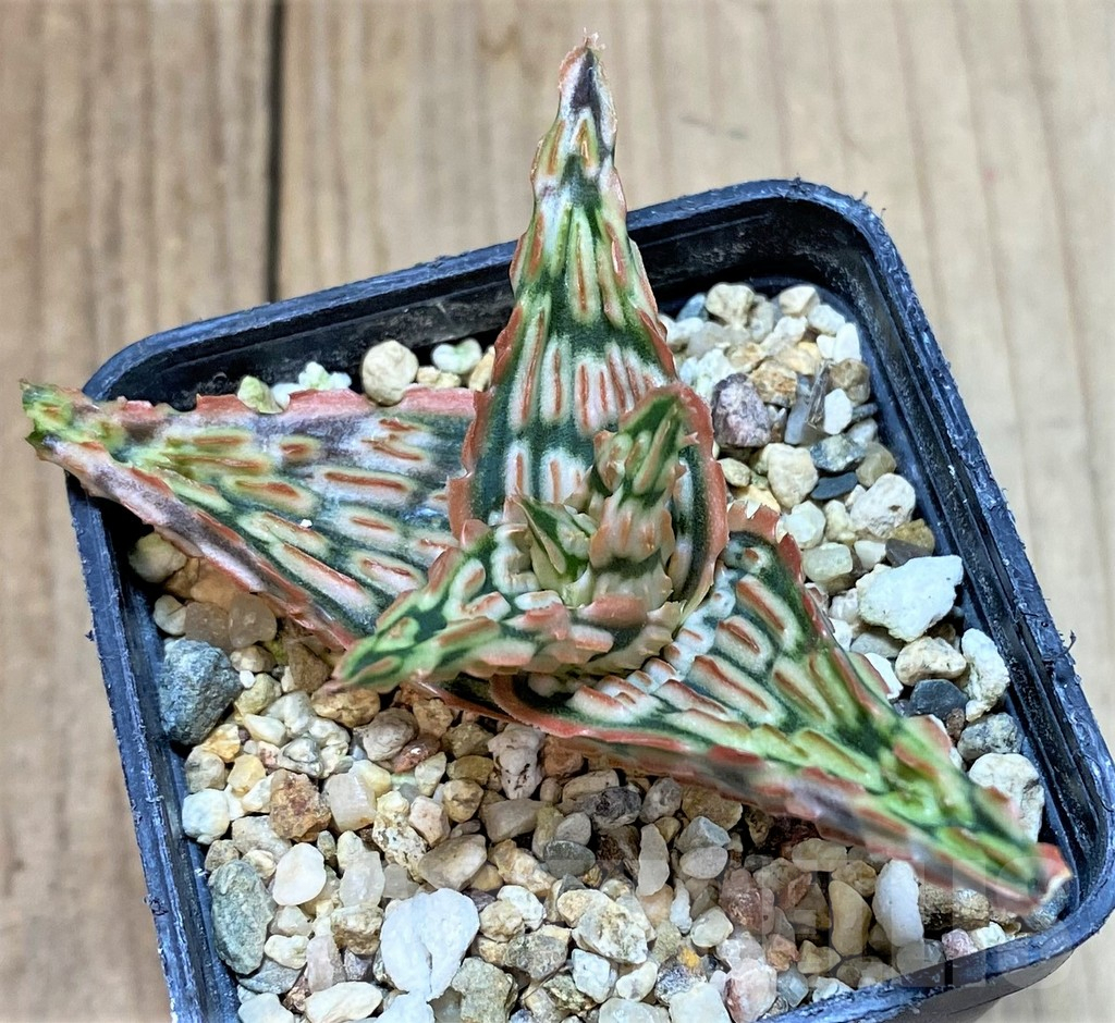 SHPR40264 Aloe TCT hybrid - Image 2