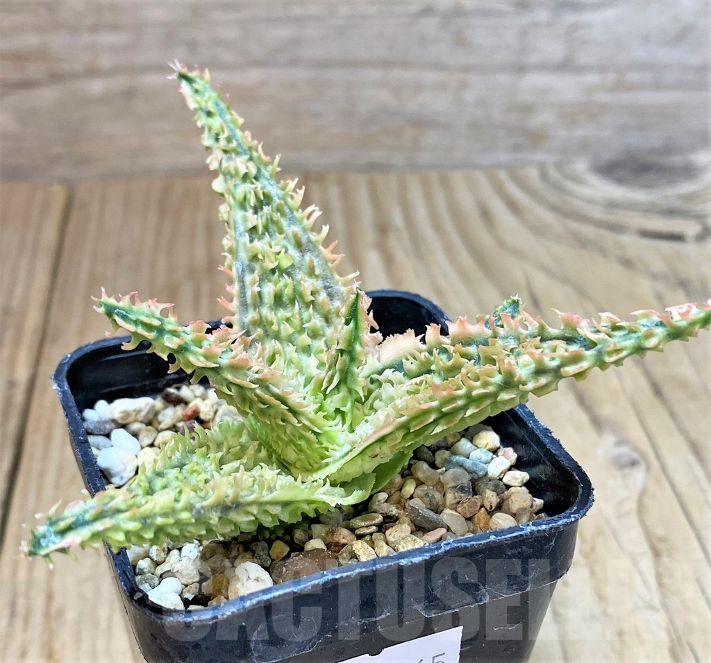 SHPR40265 Aloe TCT hybrid