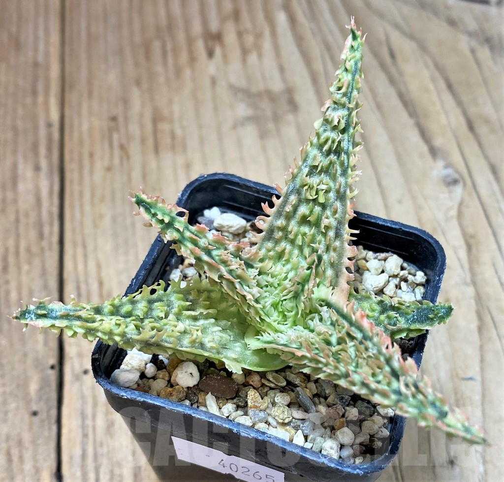SHPR40265 Aloe TCT hybrid - Image 2