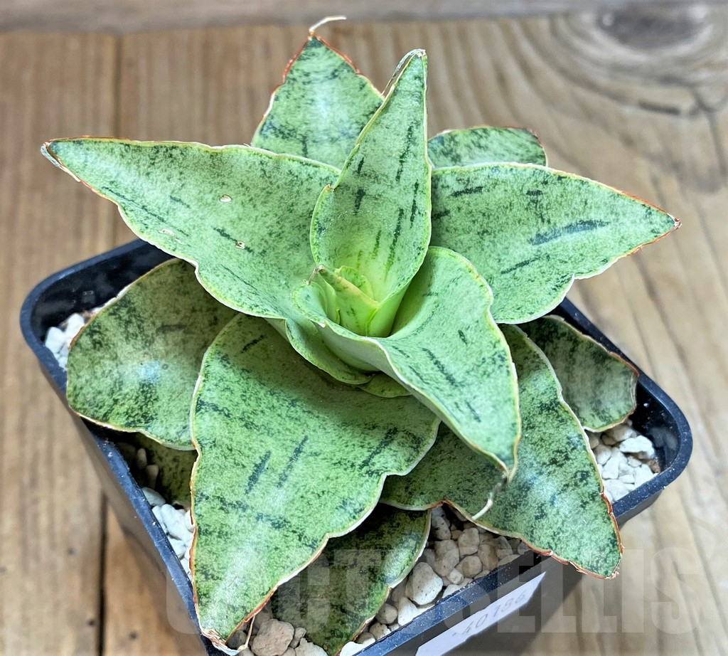 SHPR40186 Sansevieria 'Snow Flake' - Image 2