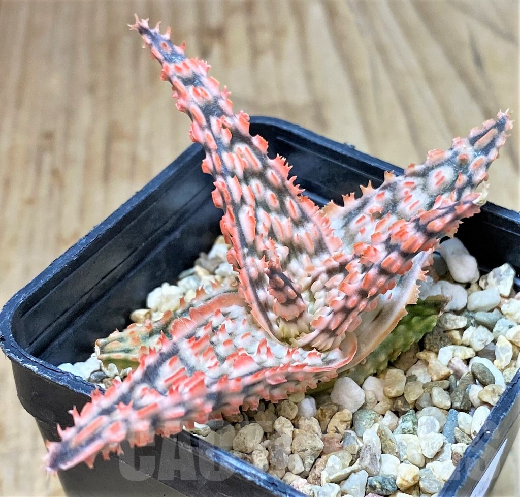 SHPR40266 Aloe TCT hybrid - Image 2