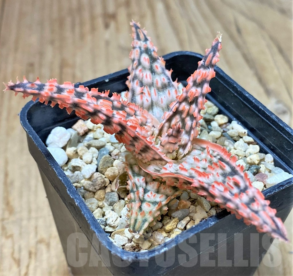 SHPR40266 Aloe TCT hybrid