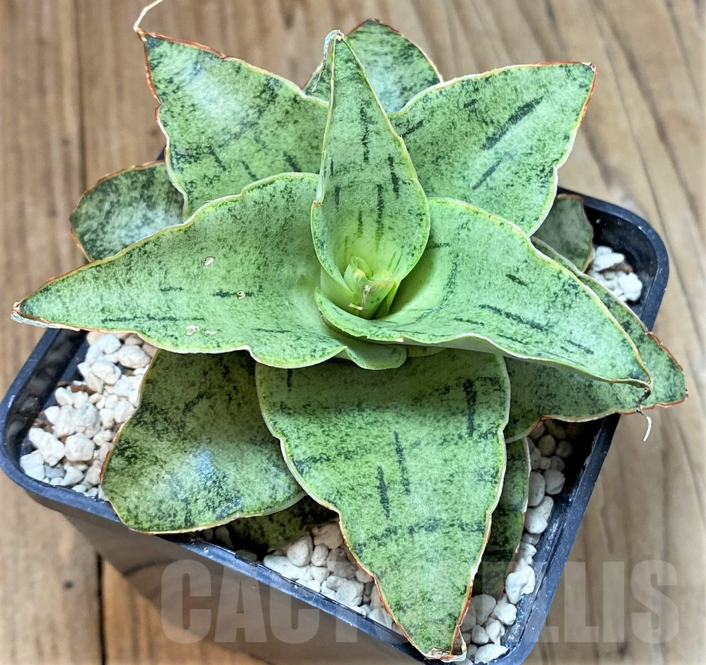 SHPR40186 Sansevieria 'Snow Flake'