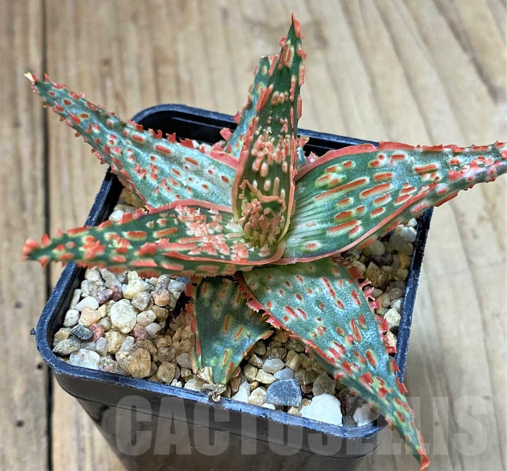 SHPR40269 Aloe TCT hybrid - 画像 (2)