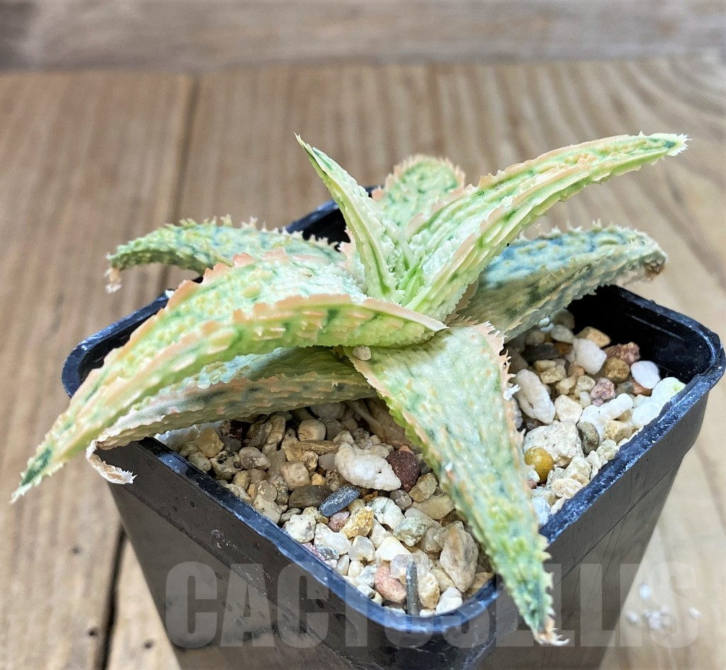 SHPR40270 Aloe TCT hybrid