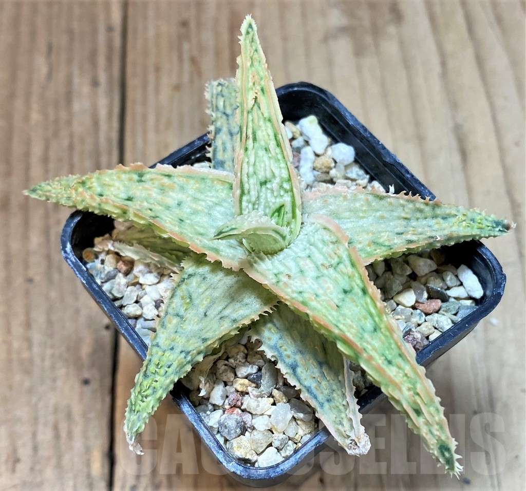 SHPR40270 Aloe TCT hybrid - Image 2