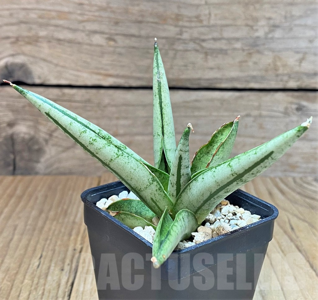 SHPR40295 Sansevieria ‘Fatman’ - Imagen 2