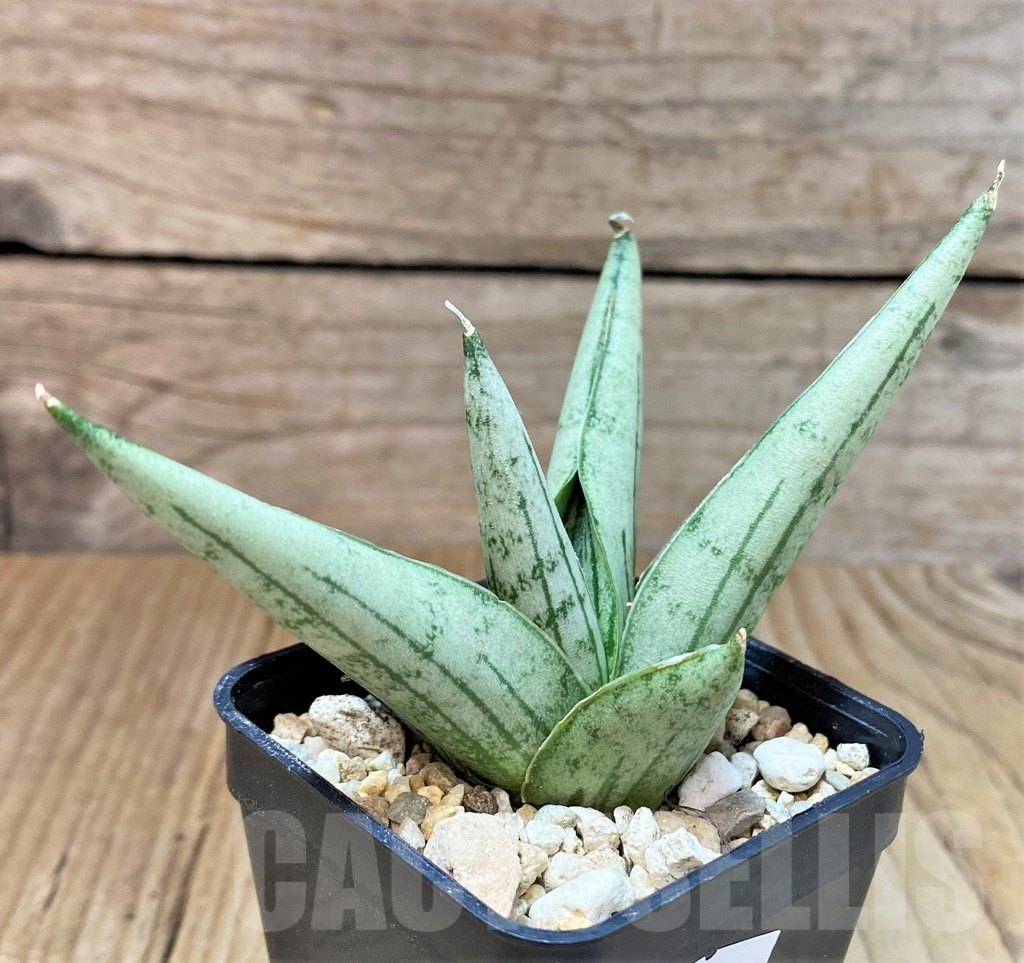 SHPR40296 Sansevieria ‘Rookie’