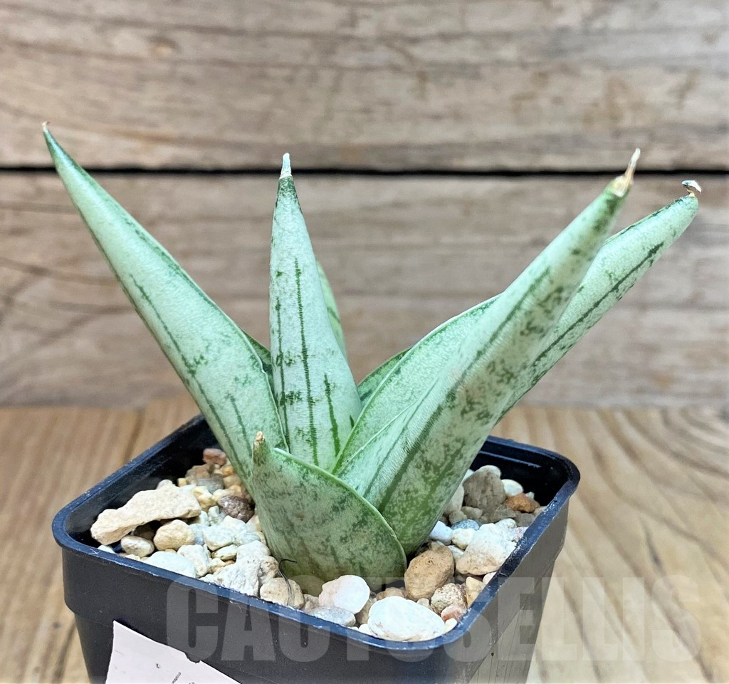 SHPR40296 Sansevieria ‘Rookie’ - Obrázek 3