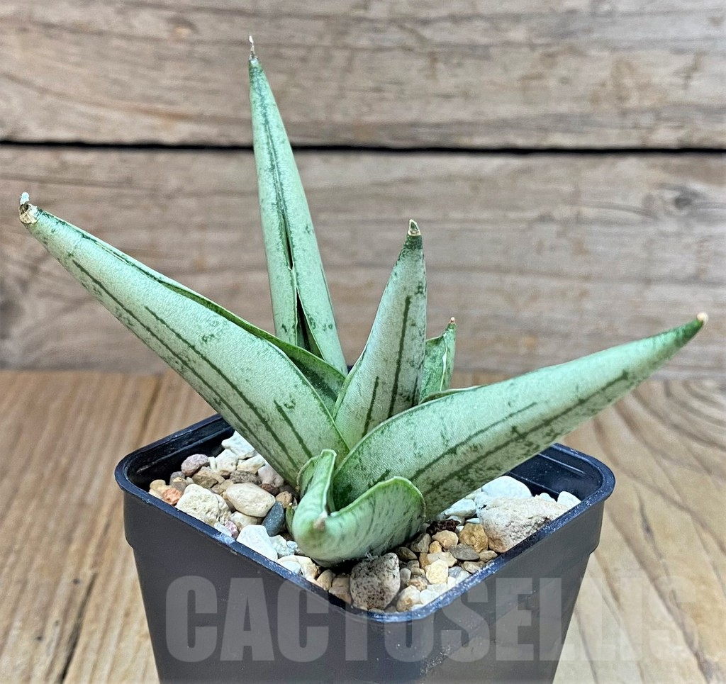 SHPR40296 Sansevieria ‘Rookie’ - Obrázek 2