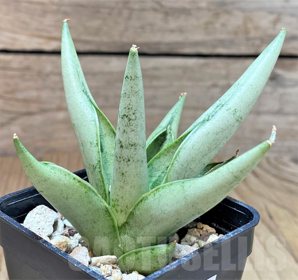 SHPR40294 Sansevieria 'Silver Crown'