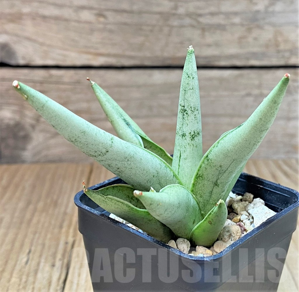 SHPR40294 Sansevieria 'Silver Crown' - Imagen 2