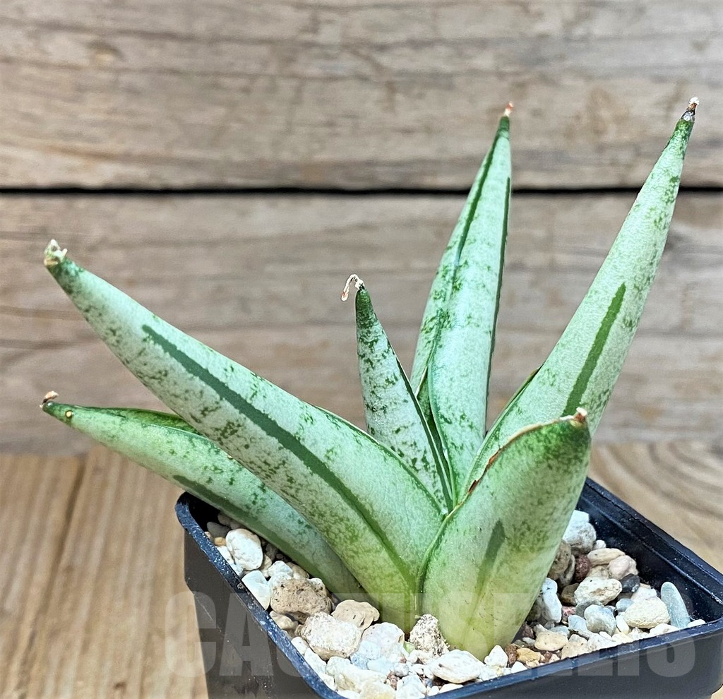 SHPR40295 Sansevieria ‘Fatman’