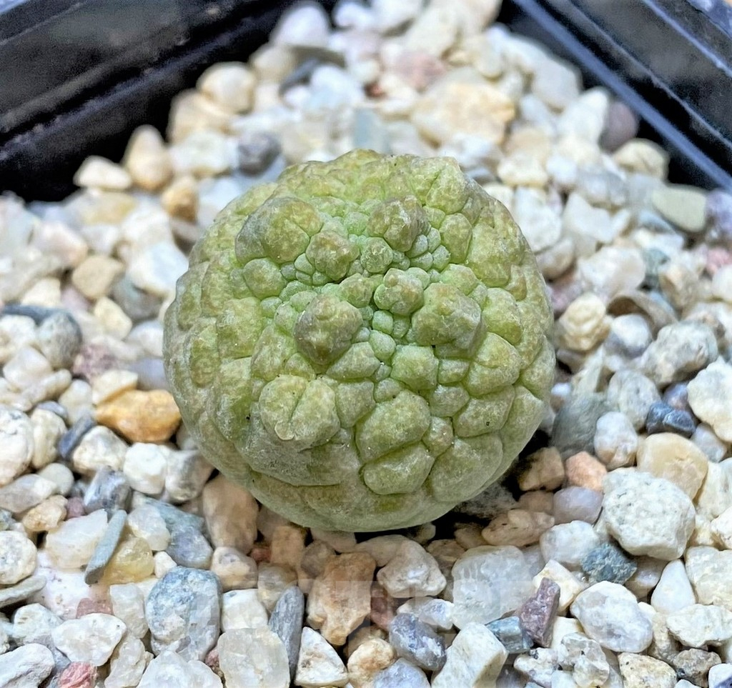 SHPR40363 Pseudolithos cubiformis