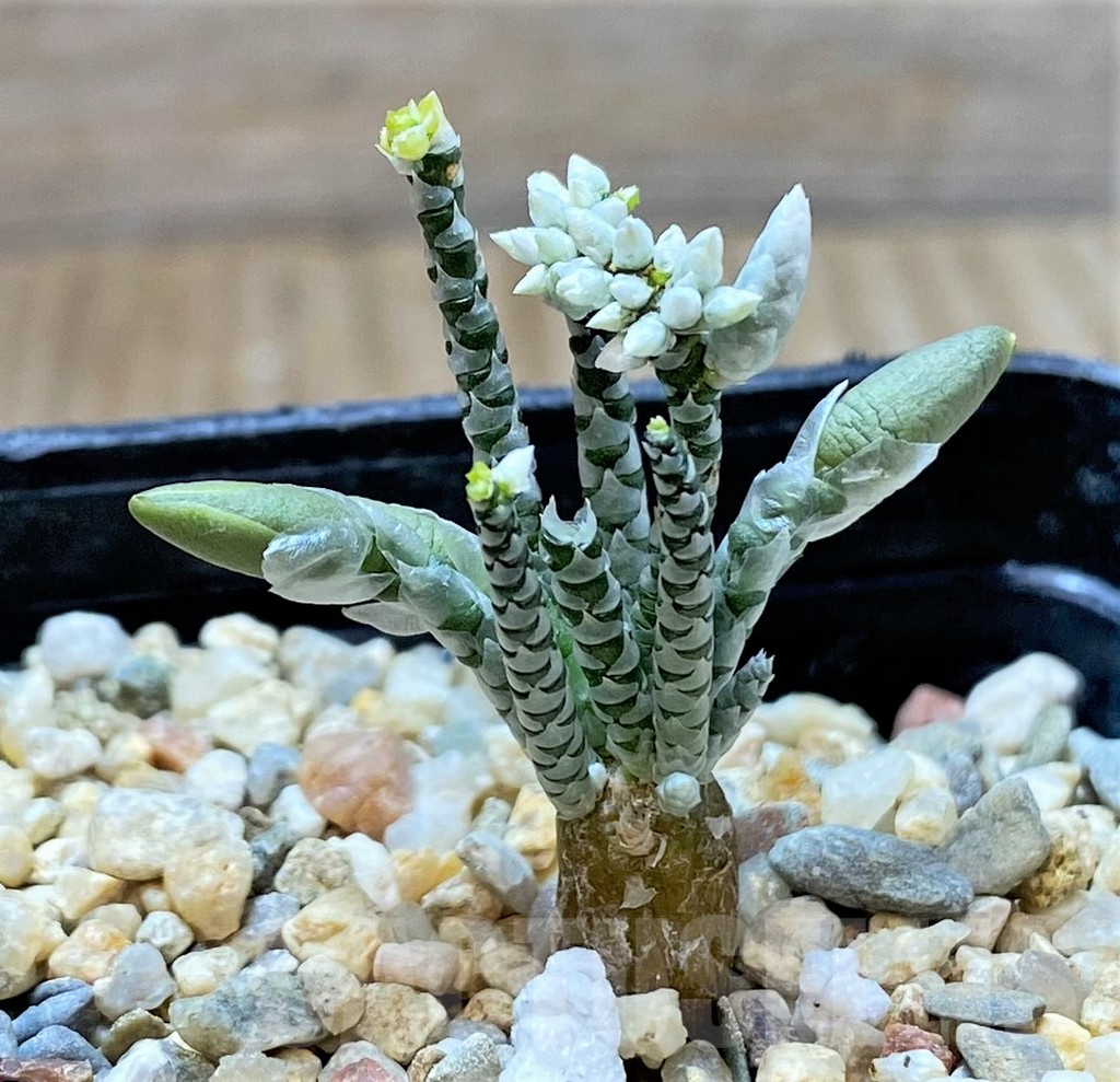 SHPR40397 Avonia alstonii, white flower