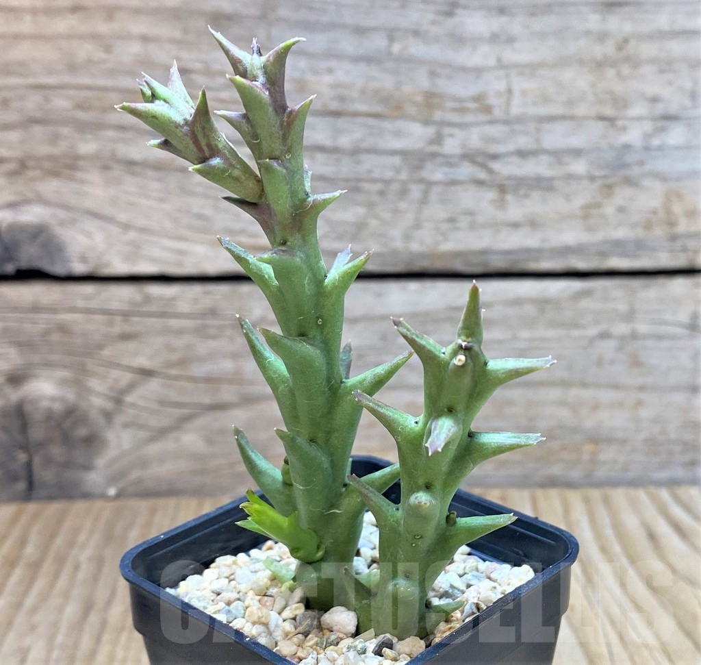 SHPR40399 Orbea speciosa -Golden clone- - Image 2