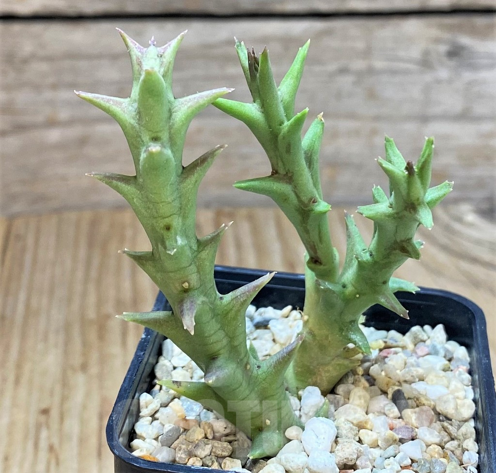 SHPR40402 Orbea speciosa -Golden clone- - Imagen 2