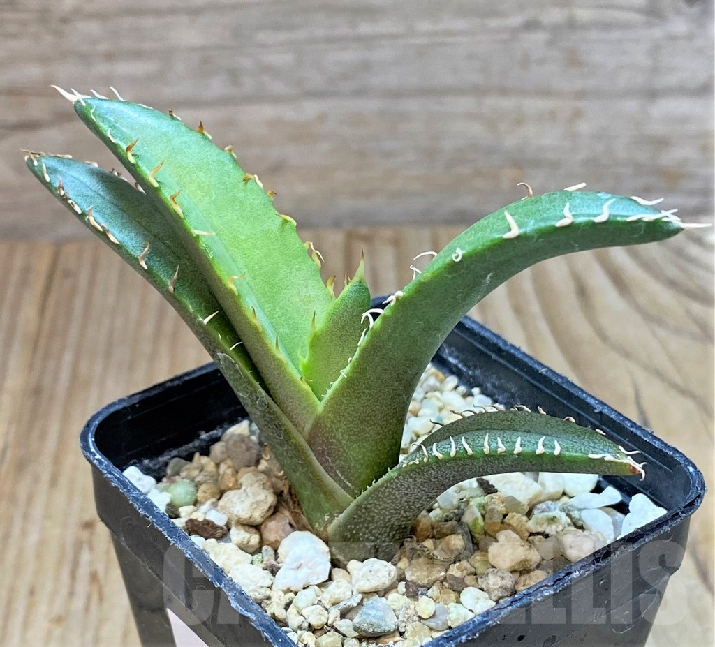 SHPR40404 Agave oteroi GC6 -S of Tehhuacan, Pue- - Imagen 2